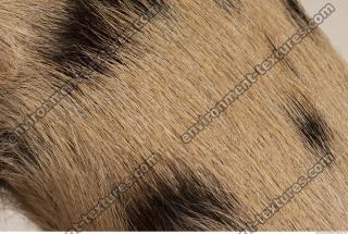 photo texture of fur 0024